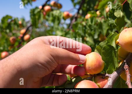 Uomo che raccoglie un'albicocca da un albero in frutteto o fattoria. Produzione di albicocche in Malatya Turchia. Foto Stock