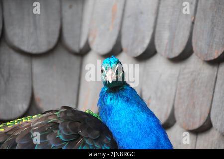 Gli animali dello zoo di Skansen Foto Stock