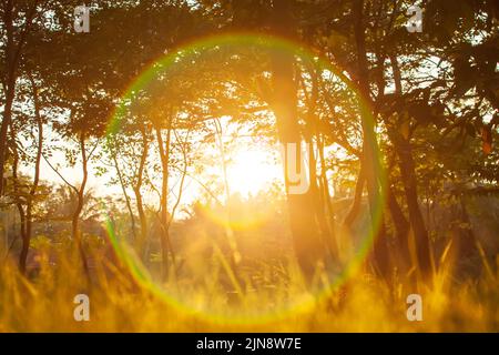 Un magico cerchio di raggi arcobaleno dal sole splende attraverso una foresta. Concetti di pensiero positivi. Messa a fuoco morbida. Foto Stock