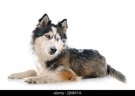 Siberian Husky di fronte a uno sfondo bianco Foto Stock