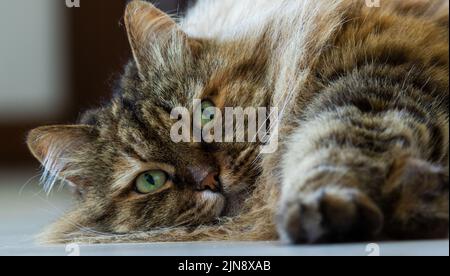 Ritratto di gatto siberiano, sesso maschile e capelli castani Foto Stock