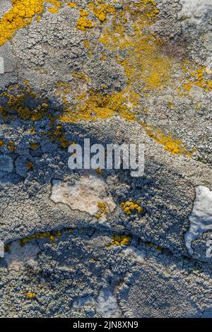 lichen presumibilmente sulla superficie di arenaria di quarzite sotto la luce diretta del sole - struttura e sfondo full-frame Foto Stock