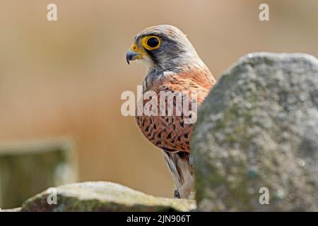 Il Gheppio (Falco tinnunculus) Foto Stock