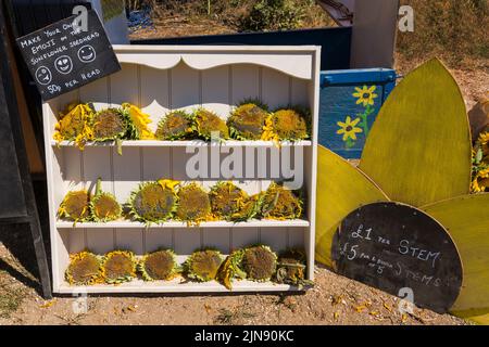 Fai le tue emoji sul cartello con la testa di girasole di $50p per testa alla fattoria del castello di Maiden, Dorchester, Dorset UK ad agosto Foto Stock