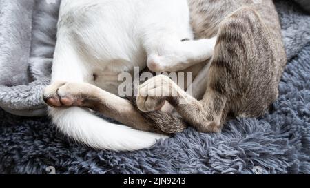 Zampe e code di gattino bianco orientale e tabby che dormono insieme. Foto Stock
