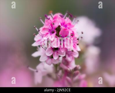 Un bellissimo fiore rosa Hebe circondato da fiori rosa fuori fuoco e verde fogliame Foto Stock