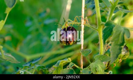 Coltivazione di pomodori biologici Blue Berries. Fresco viola Heirloom pianta e frutta. Coltivazione di pomodori in serra. Foto Stock