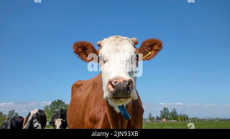 Carina testa di mucca, grande naso rosa e espressione amichevole su uno sfondo blu, guardando la vista frontale Foto Stock