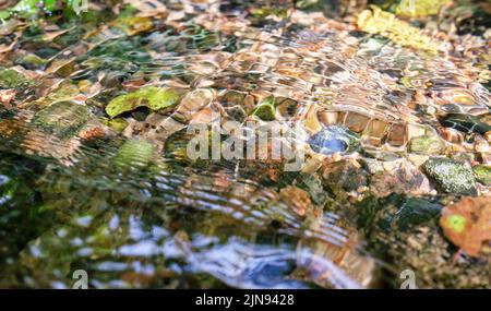 Ciottoli del fiume a Vecsautini Springs, Silva, parrocchia di Launkalnes, contea di Smiltenes, Lettonia Foto Stock