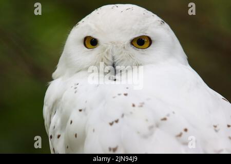 Gufo di neve Guarda me Foto Stock