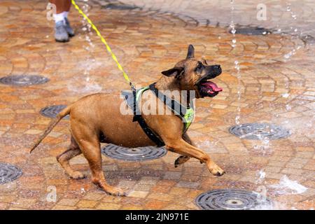 Blackpool, Lancashire. Meteo Regno Unito. 10th agosto 2022. Jesse un tre anni di Staffordshire bull Terrier delimita attraverso il centro città pulsante acqua getti d'acqua fontana per raffreddarsi nelle alte temperature della costa. La fontana è nota per essere una doccia improvvisata per i giovani locali quando le temperature salgono durante l'estate. Credit; MediaWorldImages/AlamyLive News Foto Stock