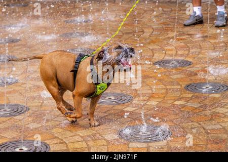 Blackpool, Lancashire. Meteo Regno Unito. 10th agosto 2022. Jesse un tre anni di Staffordshire bull Terrier delimita attraverso il centro città pulsante acqua getti d'acqua fontana per raffreddarsi nelle alte temperature della costa. La fontana è nota per essere una doccia improvvisata per i giovani locali quando le temperature salgono durante l'estate. Credit; MediaWorldImages/AlamyLive News Foto Stock