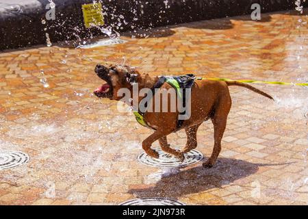 Blackpool, Lancashire. Meteo Regno Unito. 10th agosto 2022. Jesse un tre anni di Staffordshire bull Terrier delimita attraverso il centro città pulsante acqua getti d'acqua fontana per raffreddarsi nelle alte temperature della costa. La fontana è nota per essere una doccia improvvisata per i giovani locali quando le temperature salgono durante l'estate. Credit; MediaWorldImages/AlamyLive News Foto Stock