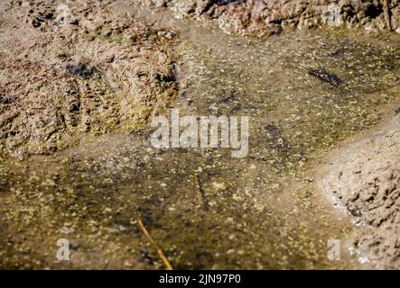 2022-08-10 12:11:23 GOUDRIAAN - acqua contaminata in una piscina del Plassen Slingelandse. Le alghe blu-verdi sono apparse nell'area ricreativa, tra le altre cose. Poiché è stato asciutto e caldo per un periodo di tempo, il batterio patogeno è stato osservato in acqua di nuoto sempre più aperta. ANP SEM VAN DER WAL uscita paesi bassi - uscita belgio Foto Stock