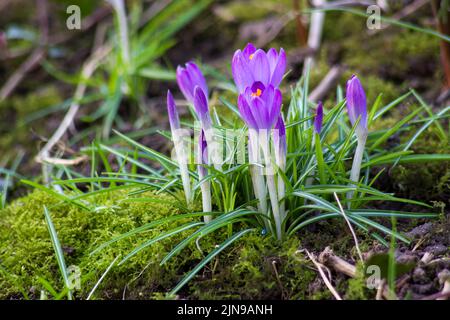 fiori di crocus - uno dei primi fiori primaverili Foto Stock