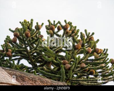 Il frutto femminile del Monkey Puzzle Tree, Araucaria araucana, a Devon, Inghilterra, Regno Unito. Foto Stock