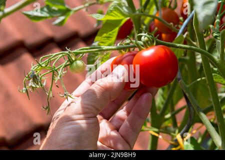 portando in casa la pianta di pomodoro raccolto Foto Stock