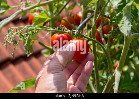 portando in casa la pianta di pomodoro raccolto Foto Stock