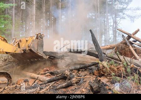 Un tentativo di sviluppare terreno per un nuovo edificio, in cui saranno utilizzate attrezzature pesanti bulldozed, viene sradicato e bruciato durante la foresta Foto Stock