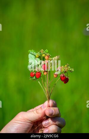 bouquet di fragole con frutti di bosco in mano, su uno sfondo di verde primo piano Foto Stock