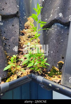 Erbacce che crescono in un gocciolatoio di pioggia di una casa. Foto Stock