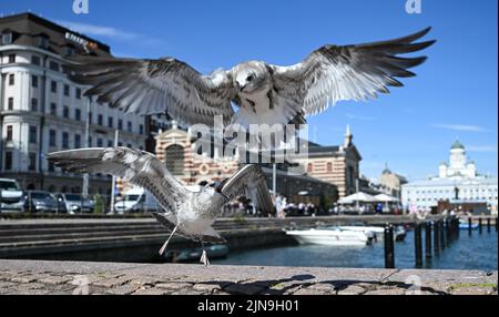 Helsinki, Finlandia. 10th ago 2022. Due gabbiani lottano per mangiare al porto di fronte al vecchio mercato (sfondo a sinistra). Credit: Arne Dedert/dpa/Alamy Live News Foto Stock