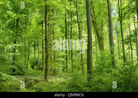 Francia, Eure, Lione la Foret, foresta nazionale di Lione, faggi europei (Fagus sylvatica) // Francia, Eure (27), Lione-la-Forêt, Forêt domaniale de Lione Foto Stock