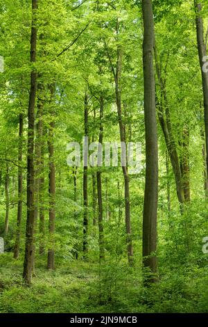 Francia, Eure, Lione la Foret, foresta nazionale di Lione, faggi europei (Fagus sylvatica) // Francia, Eure (27), Lione-la-Forêt, Forêt domaniale de Lione Foto Stock