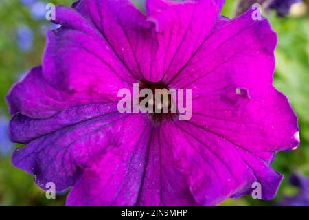 Fiore di petunia viola primo piano. Bella viola brillante petunia fiore nel giardino estivo Foto Stock