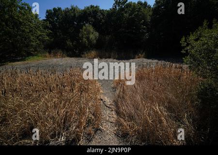 Il letto secco a Heronry Pond in Wanstead Park , Londra orientale. L'ufficio MET ha emesso un avvertimento color ambra per il calore estremo che copre quattro giorni da giovedì a domenica per alcune parti dell'Inghilterra e del Galles come nuovi telai ad onda calda. Data foto: Mercoledì 10 agosto 2022. Foto Stock