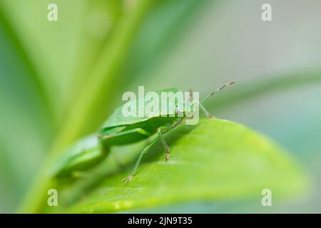 Primo piano di due insetti adulti dello scudo verde (Palomena prasina, Pentatomidae) seduti su una foglia verde Foto Stock
