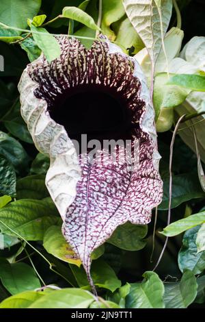 Pelican flower aristolochia grandiflora immagini e fotografie stock ad alta  risoluzione - Alamy