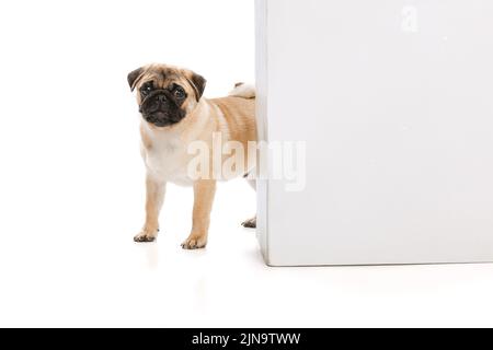 Scatto dello studio del cane purebred carino, pug, posando, peeking fuori l'angolo isolato sopra lo sfondo bianco Foto Stock