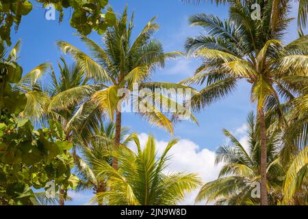 Paradiso tropicale: alberi di palma caraibici con sole a Montego Bay, Giamaica Foto Stock