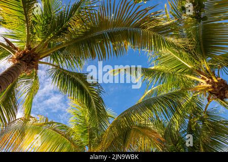 Paradiso tropicale: alberi di palma caraibici con sole a Montego Bay, Giamaica Foto Stock