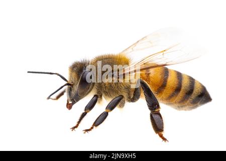 Insetti d'europa - api: Vista laterale macro di api mellifera europee ( Apis mellifera) isolato su sfondo bianco - particolare della testa Foto Stock