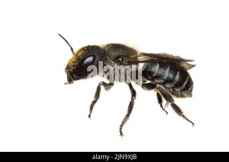 Insetti d'europa - api: Vista laterale di Osmia Caerulescens femmina blu ape mason (tedesco Stahlblaue Mauerbiene) isolato su sfondo bianco Foto Stock