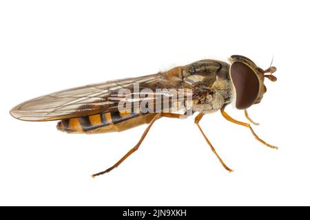 Insetti d'europa - mosche: Macro of hoverfly Episyrphus balteatus ( marmalade hoverfly german Hainschwebfliege ) isolato su sfondo bianco - lato v Foto Stock