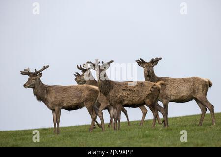 Mandria di cervi rossi indignati, presente fin dal neolitico nella Valle di Killarney, Contea di Kerry, Irlanda Foto Stock