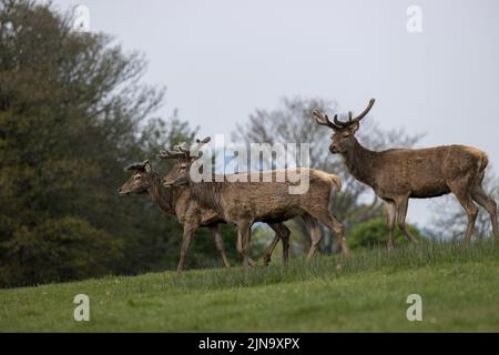 Mandria di cervi rossi indignati, presente fin dal neolitico nella Valle di Killarney, Contea di Kerry, Irlanda Foto Stock