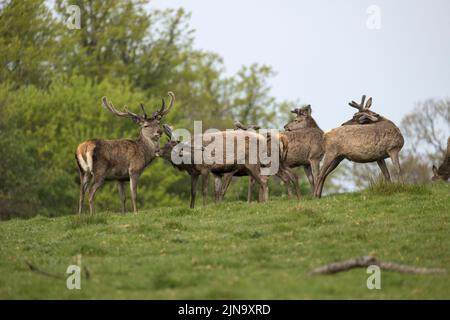 Mandria di cervi rossi indignati, presente fin dal neolitico nella Valle di Killarney, Contea di Kerry, Irlanda Foto Stock