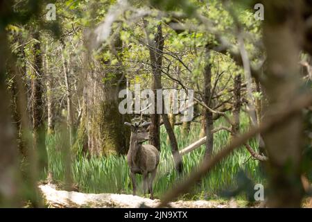 Mandria di cervi rossi indignati, presente fin dal neolitico nella Valle di Killarney, Contea di Kerry, Irlanda Foto Stock