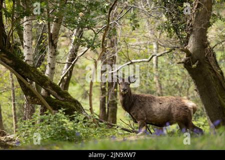 Mandria di cervi rossi indignati, presente fin dal neolitico nella Valle di Killarney, Contea di Kerry, Irlanda Foto Stock