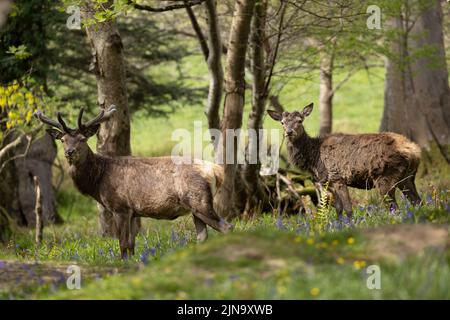 Mandria di cervi rossi indignati, presente fin dal neolitico nella Valle di Killarney, Contea di Kerry, Irlanda Foto Stock