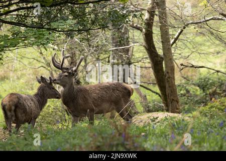 Mandria di cervi rossi indignati, presente fin dal neolitico nella Valle di Killarney, Contea di Kerry, Irlanda Foto Stock