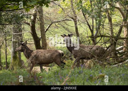 Mandria di cervi rossi indignati, presente fin dal neolitico nella Valle di Killarney, Contea di Kerry, Irlanda Foto Stock