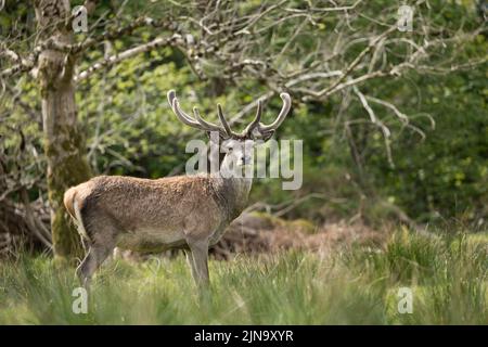 Mandria di cervi rossi indignati, presente fin dal neolitico nella Valle di Killarney, Contea di Kerry, Irlanda Foto Stock