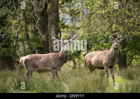 Mandria di cervi rossi indignati, presente fin dal neolitico nella Valle di Killarney, Contea di Kerry, Irlanda Foto Stock