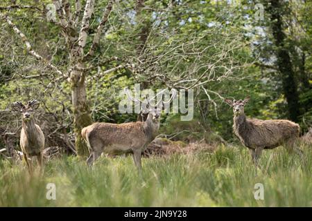 Mandria di cervi rossi indignati, presente fin dal neolitico nella Valle di Killarney, Contea di Kerry, Irlanda Foto Stock