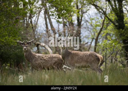 Mandria di cervi rossi indignati, presente fin dal neolitico nella Valle di Killarney, Contea di Kerry, Irlanda Foto Stock